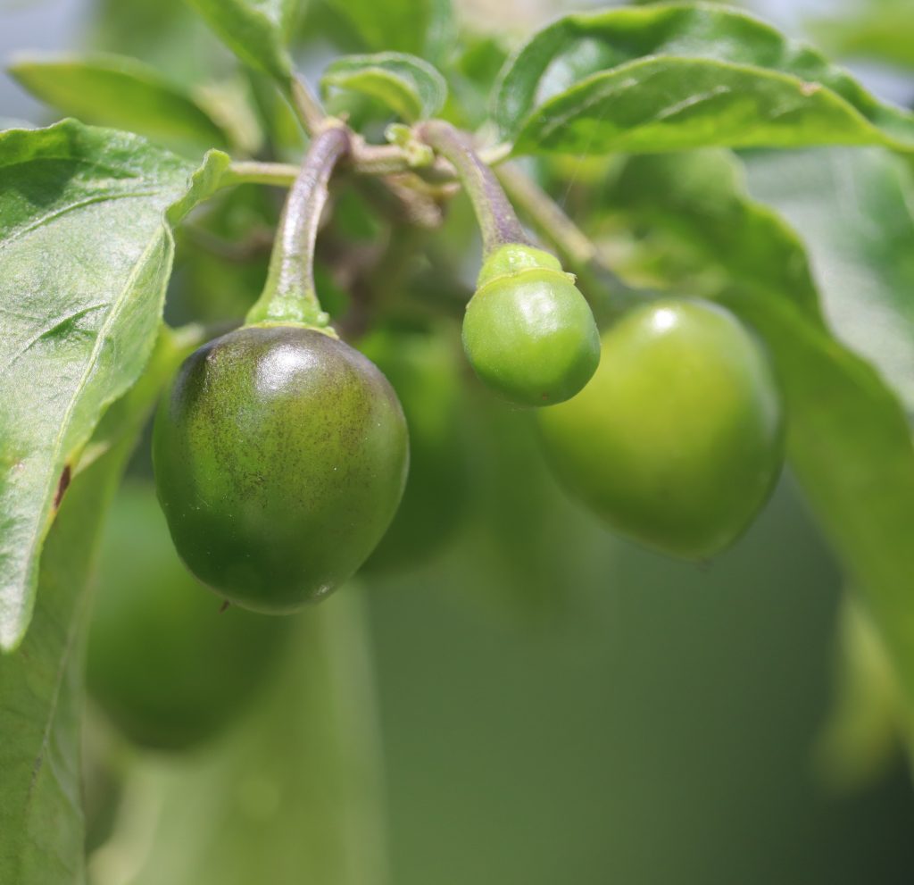 Photo of green kakadu plum.